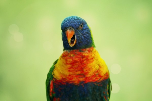 A colorful parrot against a vibrant green background