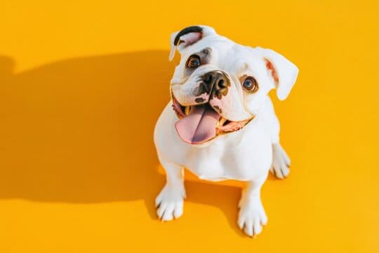 A bulldog puppy sitting in front of a yellow background